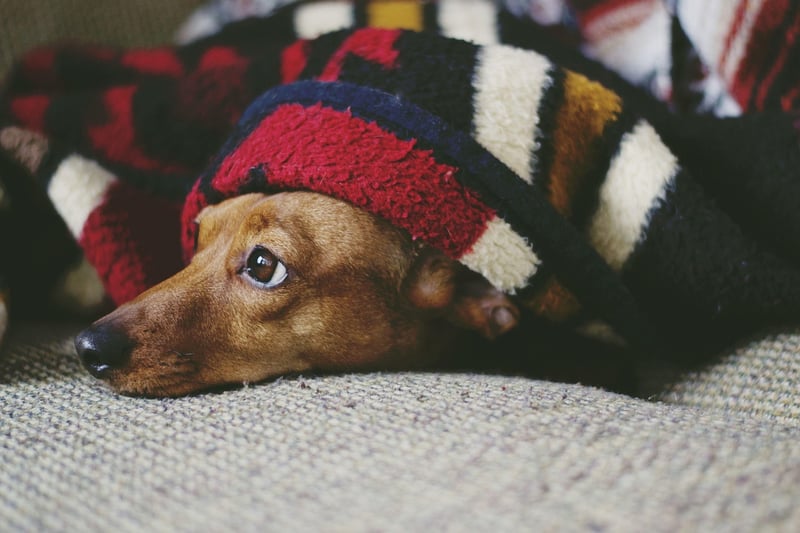 Cozy Blanket