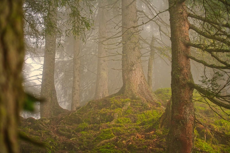 Enchanting Forest Venue