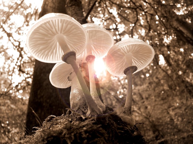 Forest Fairy Lights