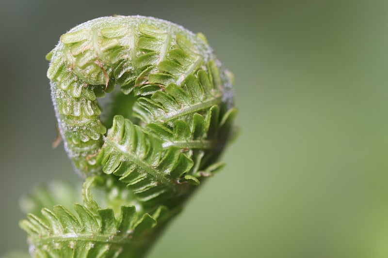 Forest Fern