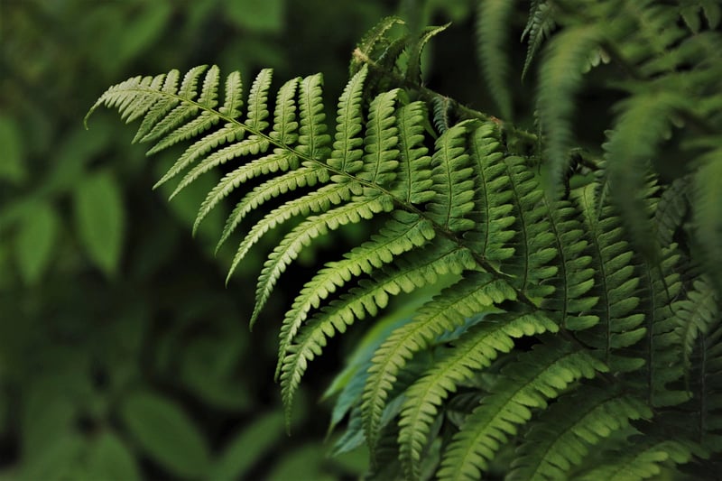 Green Plant