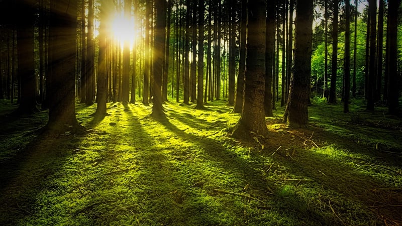Woodland Nature